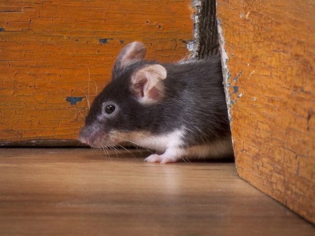 Nguy cơ nạn chuột mang mầm bệnh và chủng virus mới