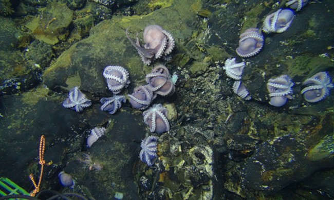 Hơn 100 bạch tuộc mẹ ấp trứng dưới biển sâu