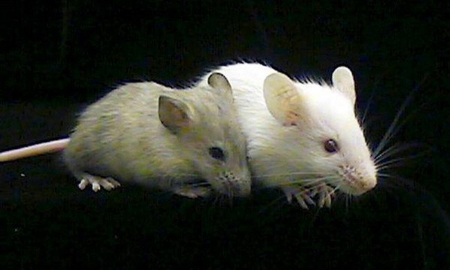 Tế bào não người được cấy thành công vào chuột
