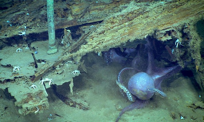 Đôi bạch tuộc kịch chiến dưới đáy biển sâu