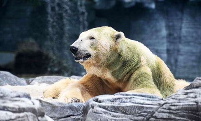 Gấu Bắc Cực đầu tiên sinh ra ở vùng nhiệt đới qua đời