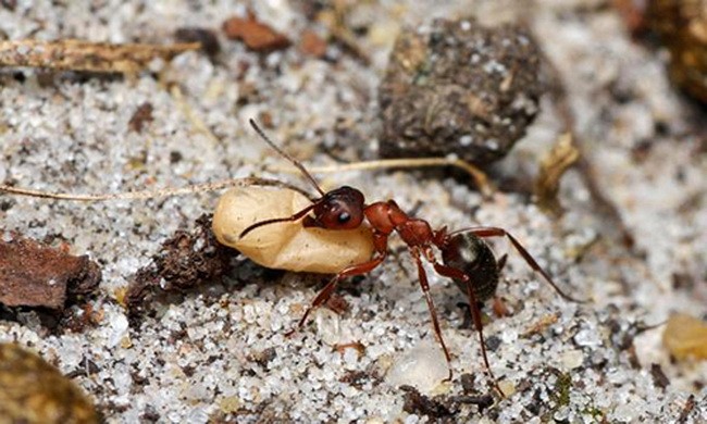 Loài kiến chuyên cướp trứng của đồng loại về nuôi làm "nô lệ"