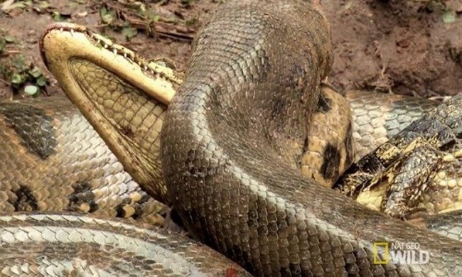 Trăn anaconda săn cá sấu trên sông Brazil