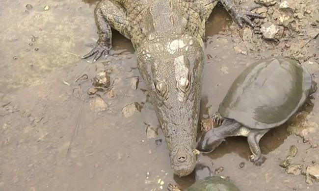 Rùa tranh thức ăn ngay trước hàm cá sấu