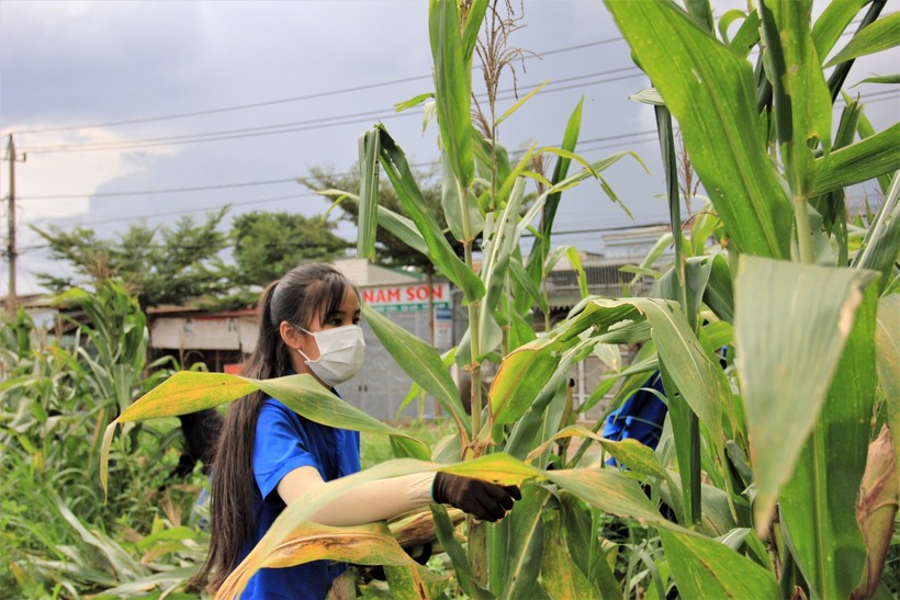 Đội hình thanh niên tình nguyện phường Khánh Xuân (TP Buôn Ma Thuột) giúp dân thu hoạch bắp.