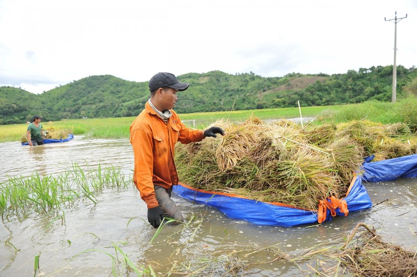 Người dân xã Đắk Liêng dầm mình trong nước mưa gặt lúa.
