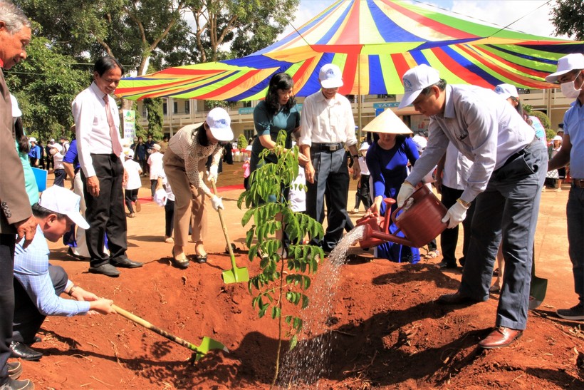 Các trường học tại Đắk Lắk sẽ trồng mới 3.000 cây Kơ nia.