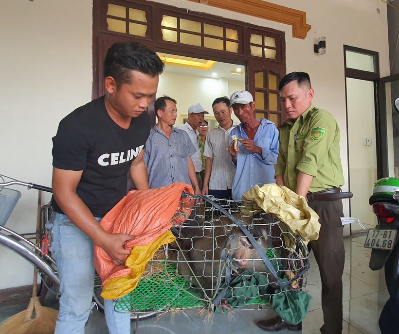 UBND xã Thanh An đã bàn giao cá thể khỉ cho Hạt Kiểm lâm huyện Cam Lộ để có giải pháp xử lý.
