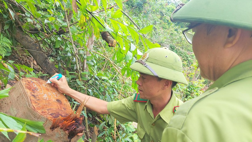 Lực lượng chức năng kiểm tra hiện trường vụ phá rừng.