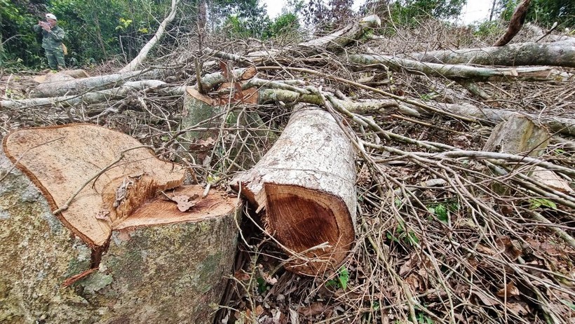 Liên quan đến vụ phá rừng, nhiều cán bộ bị xử lý kỷ luật.
