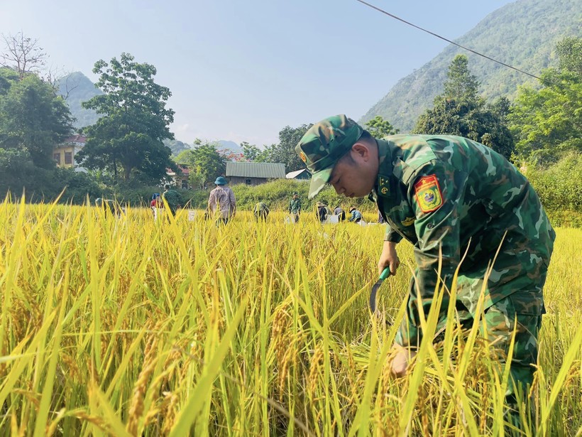 Chiến sĩ biên phòng giúp người dân Vân Kiều thu hoạch lúa vụ Hè thu.