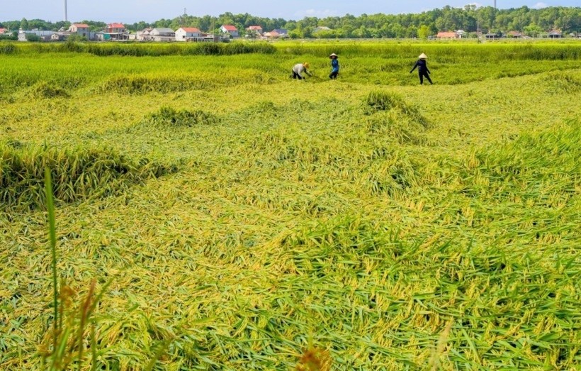 Nhiều diện tích lúa tại Quảng Bình bị đổ, hư hỏng.