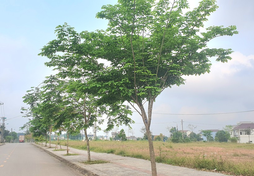 Nhiều địa phương tại Quảng Trị triển khai dự án trồng cây xanh.