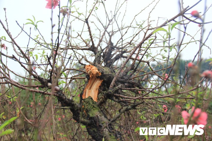 Hàng trăm cây đào bị phá hoại ở Bắc Ninh: Yêu cầu làm rõ vụ việc trước Tết