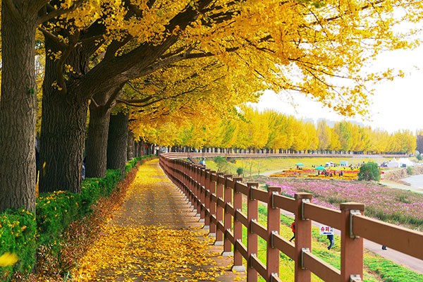 Mùa thu là một trong những mùa đẹp nhất ở Hàn Quốc