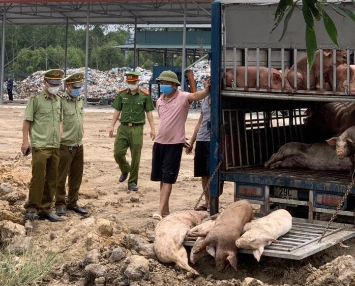 Lực lượng chức năng kiểm tra phát hiện số lượng lớn lợn nhiễm dịch tả lợn Châu Phi đang trên đường đi tiêu thụ. Ảnh: Công an Bắc Giang.
