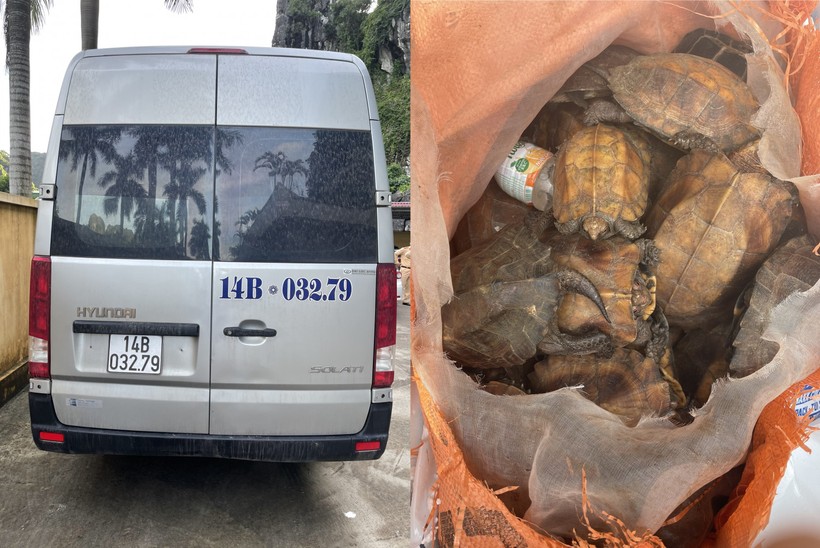Chiếc xe ô tô khách vận chuyển 34 cá thể rùa quý hiếm. Ảnh: Công an Quảng Ninh.