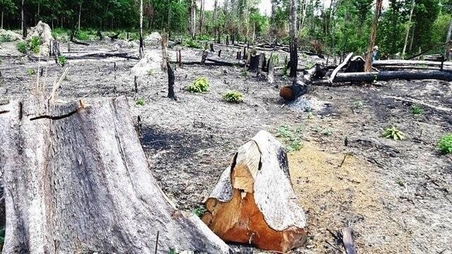 Rừng bị tàn phá tại khu vực do Ban Quản lý rừng phòng hộ Đức Cơ quản lý. Ảnh: Huệ Nguyễn.