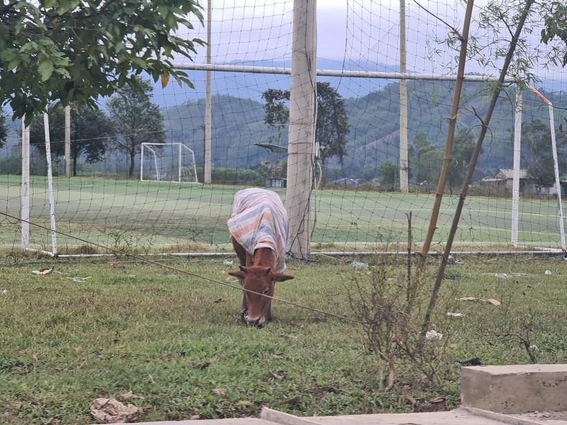 Thừa Thiên – Huế: Gần 500 con trâu bò ở miền núi chết rét   