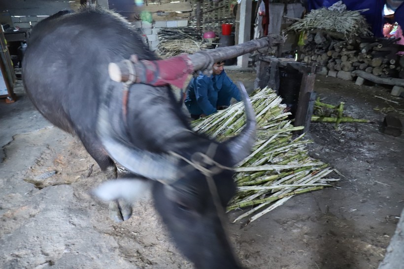 Hà Tĩnh: Về làng dùng trâu "kéo che" làm mật