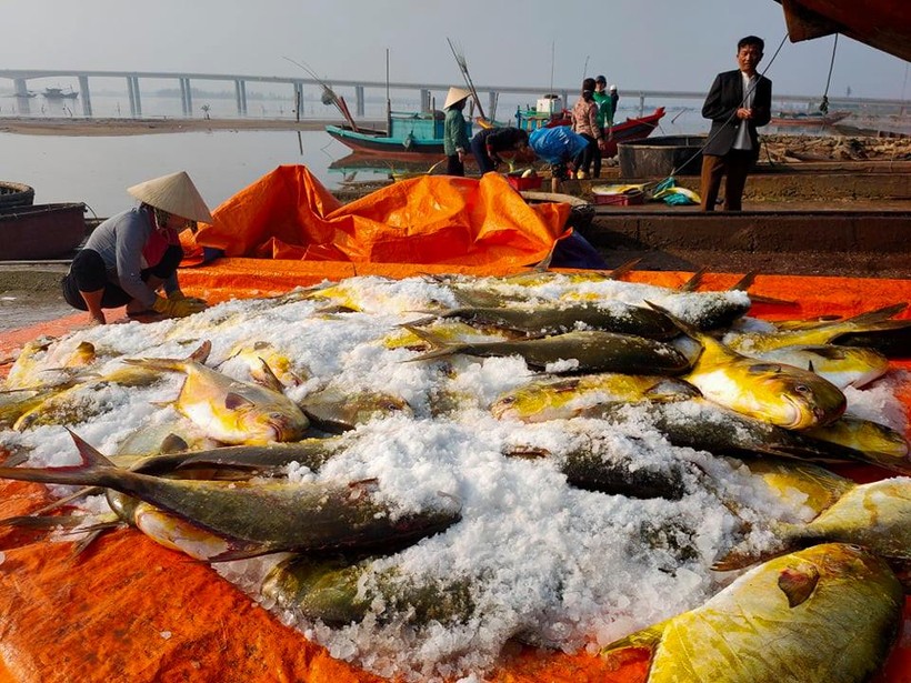 Hà Tĩnh: Ngư dân  thu hơn nửa tỷ sau 1 đêm ra khơi