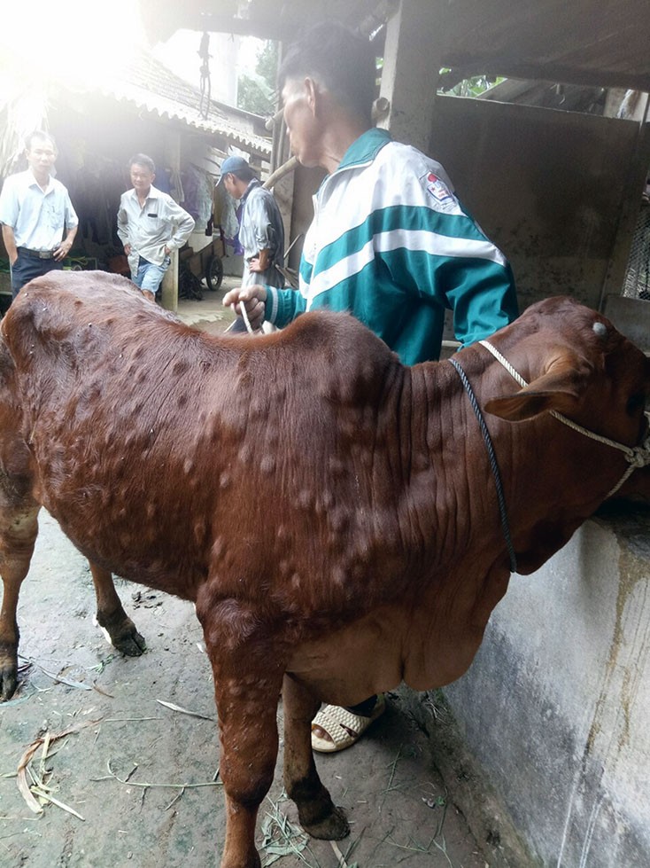 Hình ảnh bò bị bệnh viêm da nổi cục ở Quảng Bình