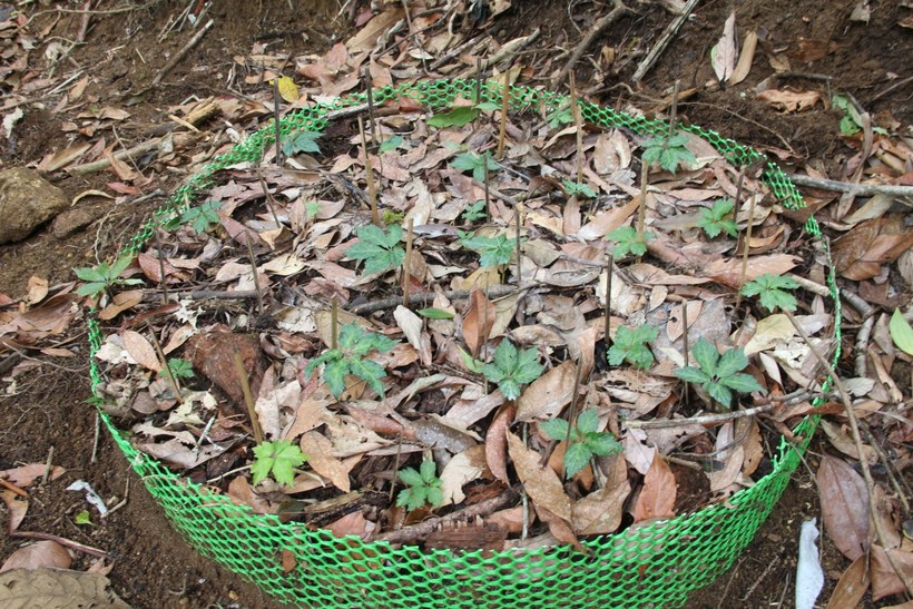 Sâm Ngọc Linh được trồng và chăm sóc kĩ lưỡng dưới những tán rừng.