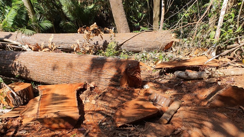 Tàn tích còn sót lại của vụ phá rừng tại tiểu khu 486.