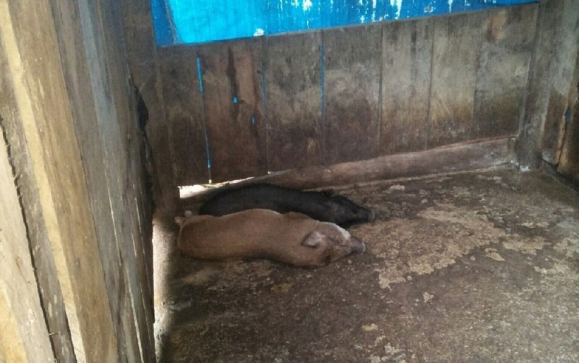 690/857 con heo giống chết mà Trung tâm dịch vụ nông nghiệp huyện Kon Plông cung cấp giống.