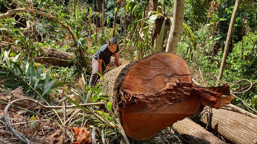 Cây gỗ bị cưa hạ tại tiểu khu 486 do UBND thị trấn Măng Đen quản lý.