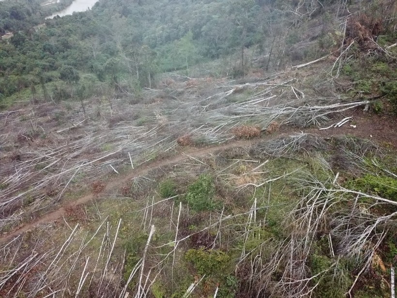 14.000 m2 rừng tại huyện Kon Plông bị "cạo trọc".
