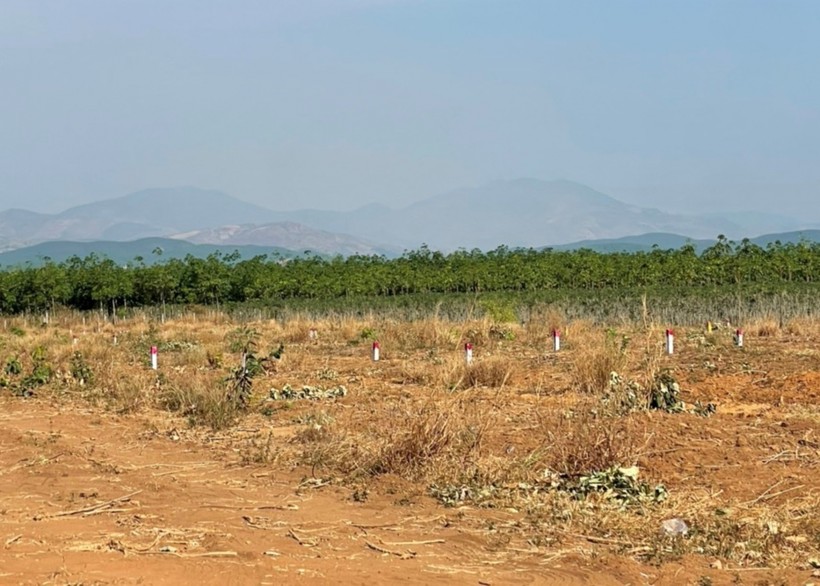 Lô đất của người dân tại phường Ngô Mây bị một số đối tượng tự ý phân lô, cắm cọc rao bán.