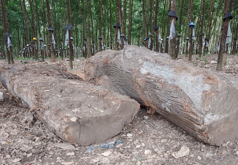 Cây gỗ ông Nam trục vớt ở dưới ruộng lên với chi phí khoảng 90 triệu đồng.