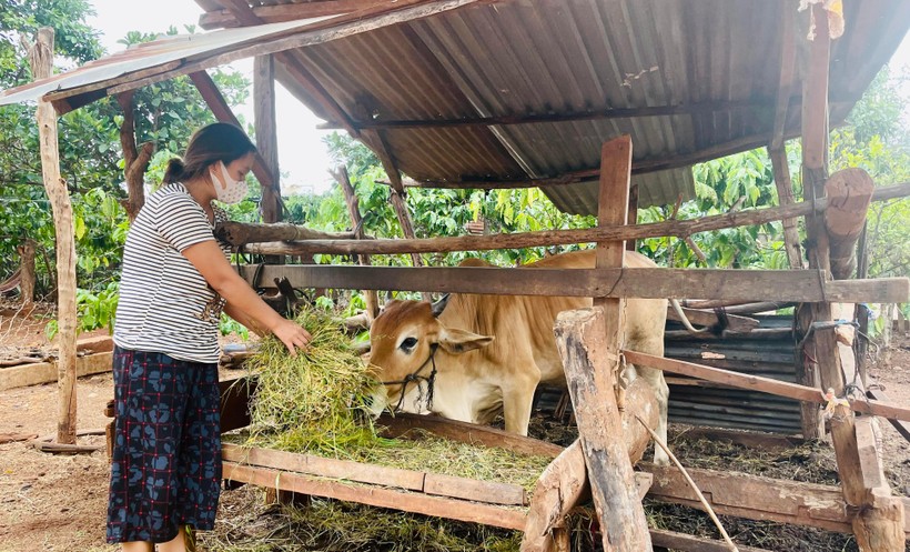 Cuộc sống gia đình chị Hnăp bớt khó khăn hơn nhờ chính quyền hỗ trợ bò giống.