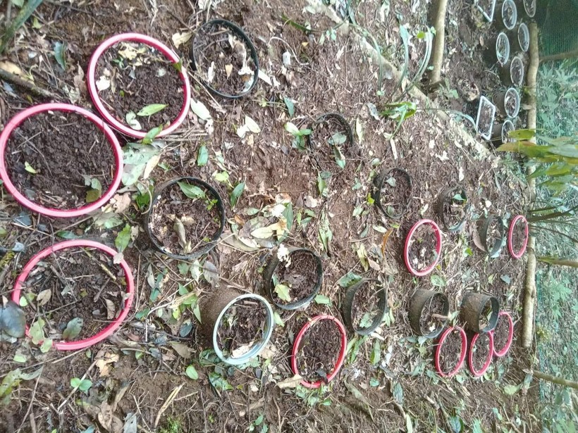 6 hộ dân bị trộm hơn 100 cây sâm Ngọc Linh.