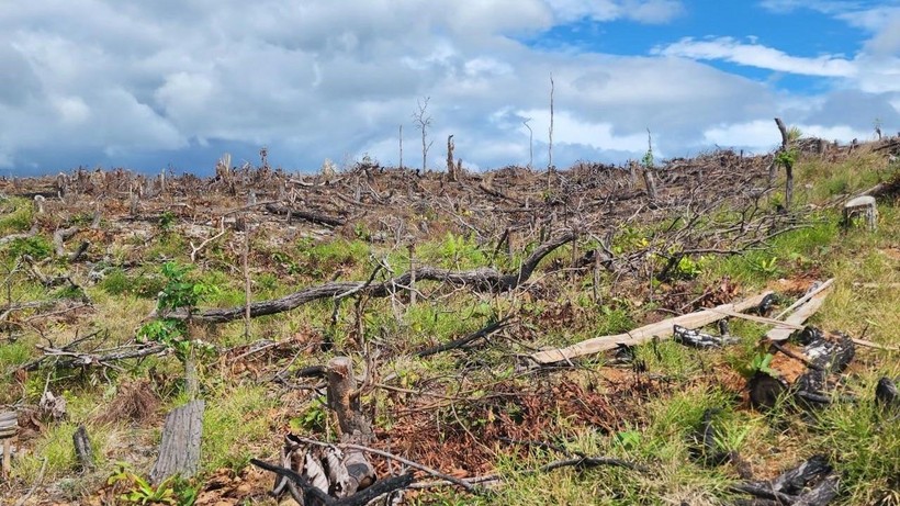 Hiện trường vụ phá 6ha rừng ở huyện Kông Chro, Gia Lai.