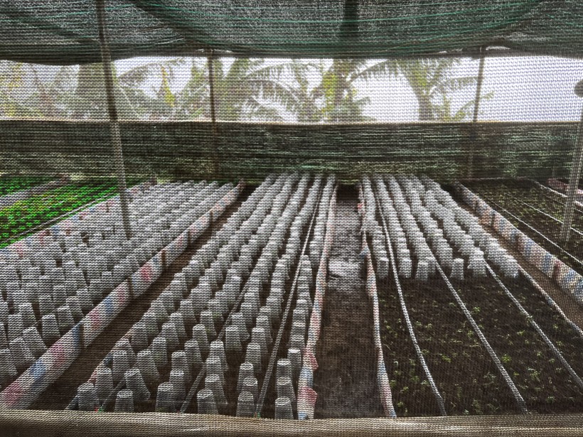 Công ty Cổ phần rượu sâm Ngọc Linh Kon Tum nuôi cấy mô, trồng sâm Ngọc Linh trong nhà màng.