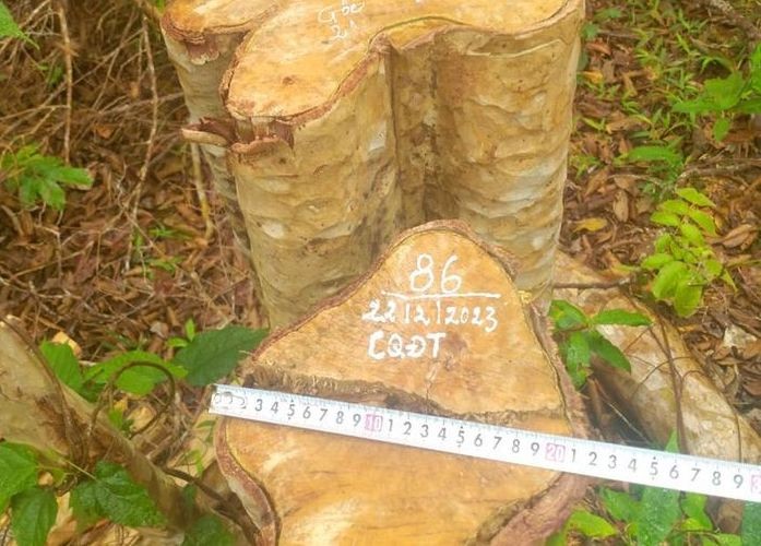 Một vụ phá rừng tại khu vực do Công ty TNHH – MTV Lâm nghiệp Kông H'de quản lý.