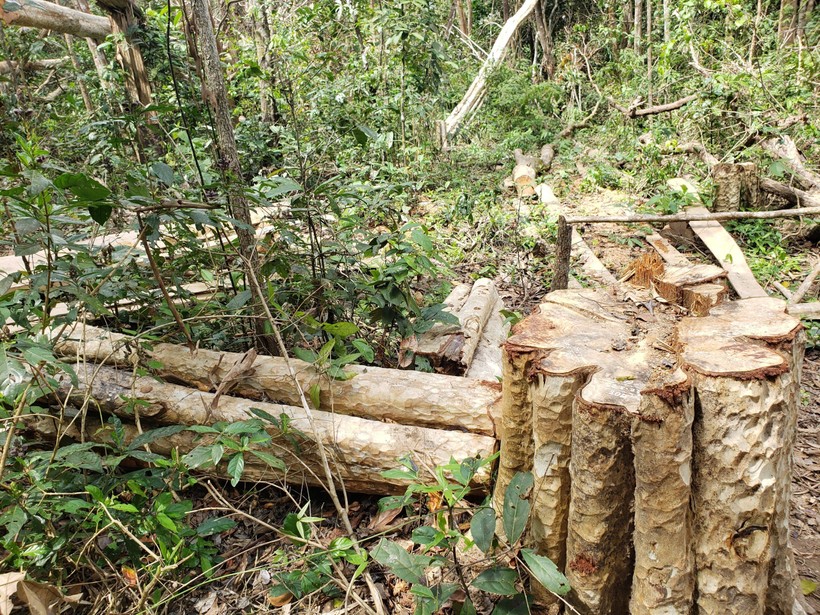 Cây rừng bị chặt hạ tại Tiểu khu 792 (thuộc địa giới hành chính xã Sơ Ró, huyện Kông Chro).