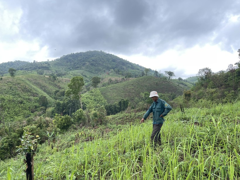 Khu vực Công ty TNHH MTV InnovGreen Kon Tum thuê đất để trồng rừng nguyên liệu hiện đang bị tranh chấp.