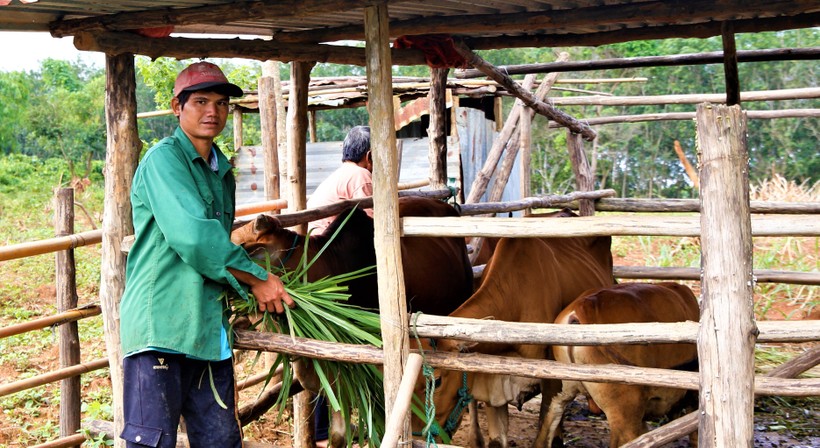 Nhờ con bò từ mô hình nuôi luân chuyển, gia đình anh A Tân đã thoát nghèo.