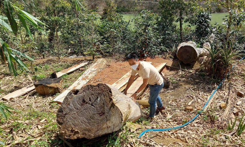 Dự án của hợp tác xã Tuyết Sơn Kon Plông để mất rừng.