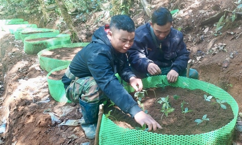 12.000 cây sâm Ngọc Linh được trồng tập trung dưới tán rừng cùng kỹ thuật chăm sóc đặc biệt để đạt tỷ lệ sống cao nhất.
