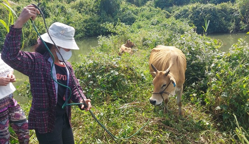 Xã Ngọk Wang đã cấp đổi lại bò cho người dân.