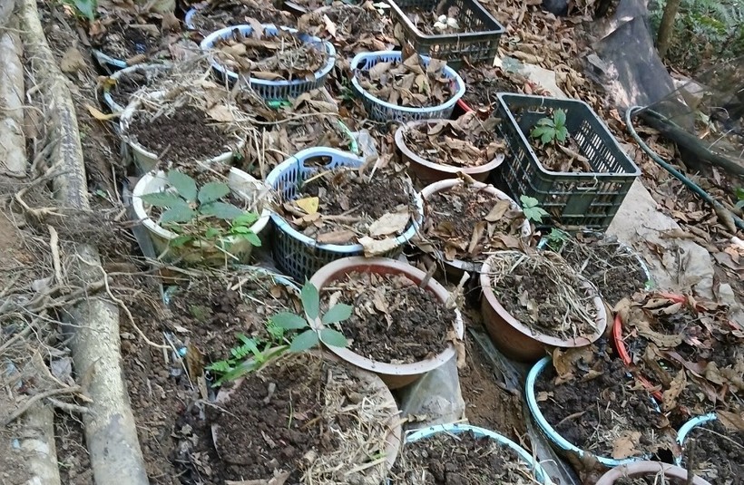Vườn sâm Ngọc Linh của người dân 4 xã ở huyện Tu Mơ Rông bị mất trộm.