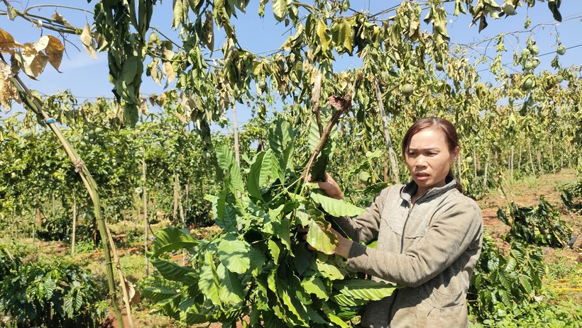 Vườn chanh dây, cà phê của gia đình bà Vũ Thị Chuyền bị chặt phá.