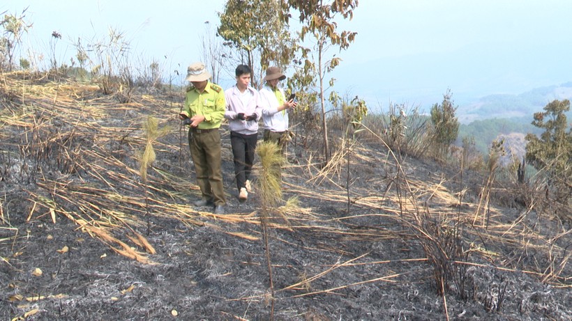 Cơ quan chức năng kiểm tra hiện trường vụ cháy gần 9ha rừng sản xuất.