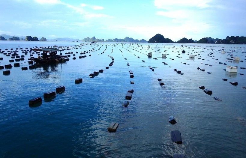 Khu vực nuôi trồng hải sản trên vùng biển huyện Vân Đồn. Ảnh minh họa