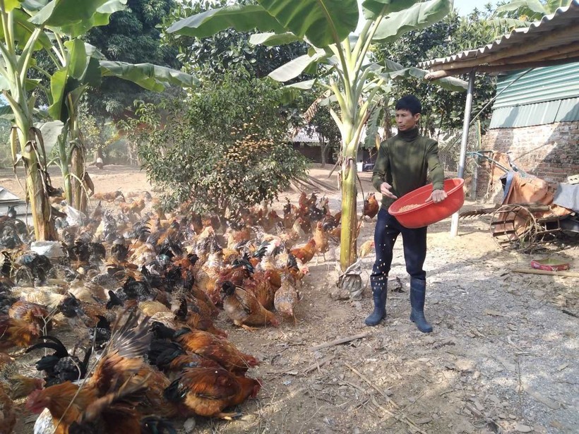 Mô hình nuôi gà của người dân huyện Đầm Hà.