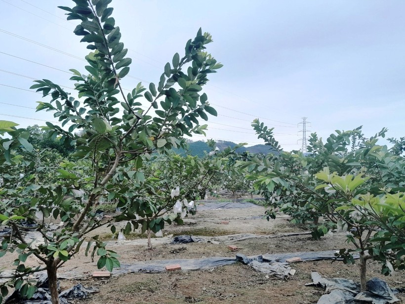 Nông dân Quảng Ninh đổi đời nhờ trồng ổi.